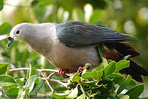 speciesid 8439