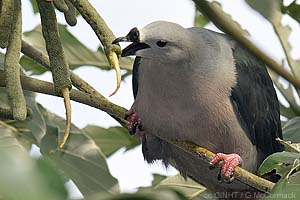 speciesid 8439