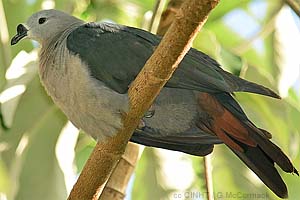 speciesid 8439