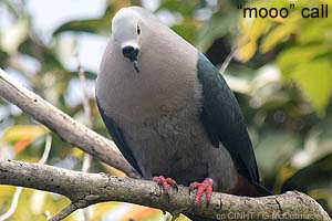speciesid 8439