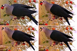 speciesid 8439