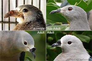 speciesid 8439